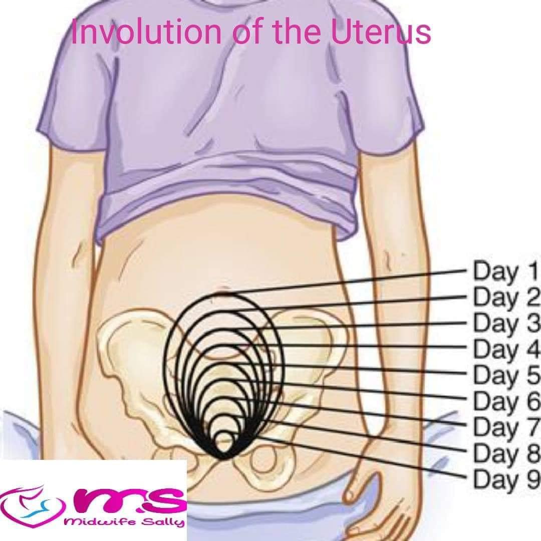 Involution of the uterus