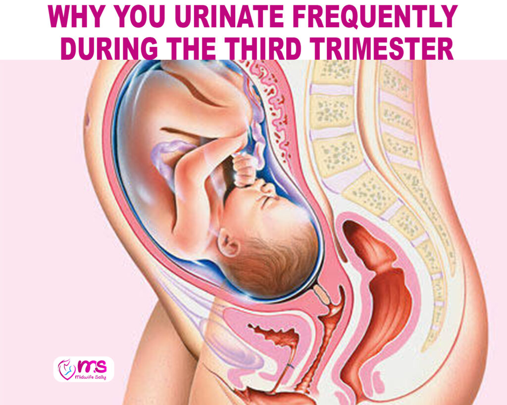 WHY YOU URINATE FREQUENTLY DURING THE THIRD TRIMESTER