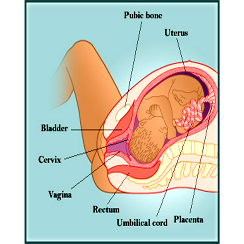 bladder