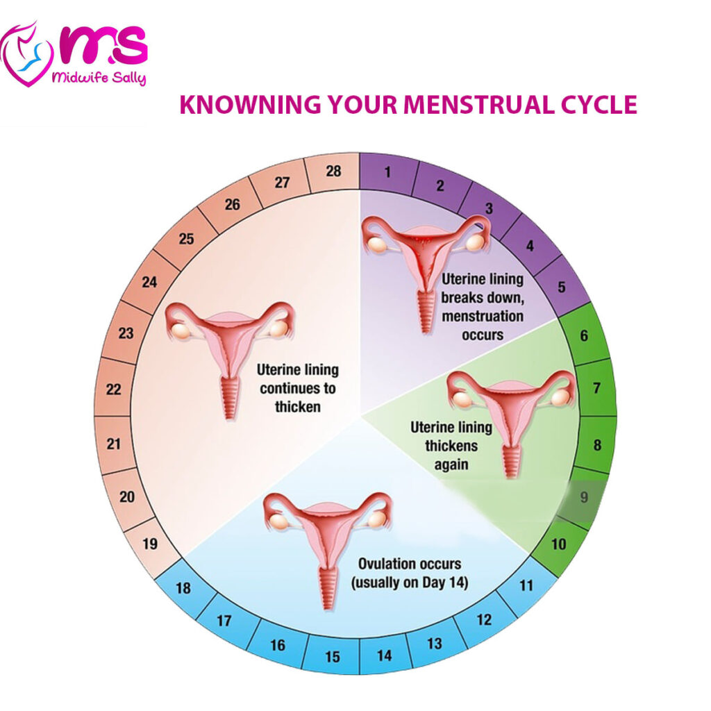 KNOWNING YOUR MENSTRUAL CYCLE