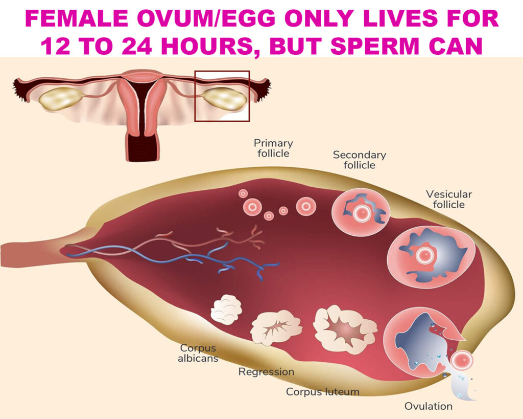 FEMALE OVUM/EGG ONLY LIVES FOR 12 TO 24 HOURS, BUT SPERM CAN LIVE FOR UNTO 5 DAYS