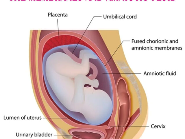 THE MEMBRANES AND AMNIOTIC FLUID